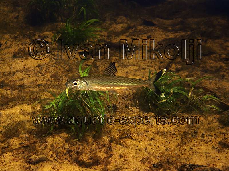 freshwater underwater photography